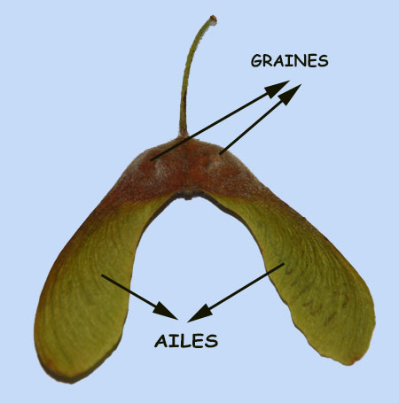 fleur de Lathyrus sylvestris