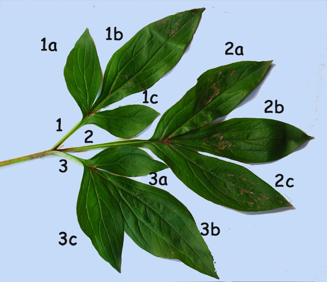 feuille biternée