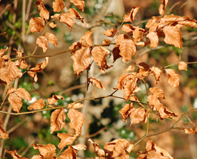 Fagus sylvatica