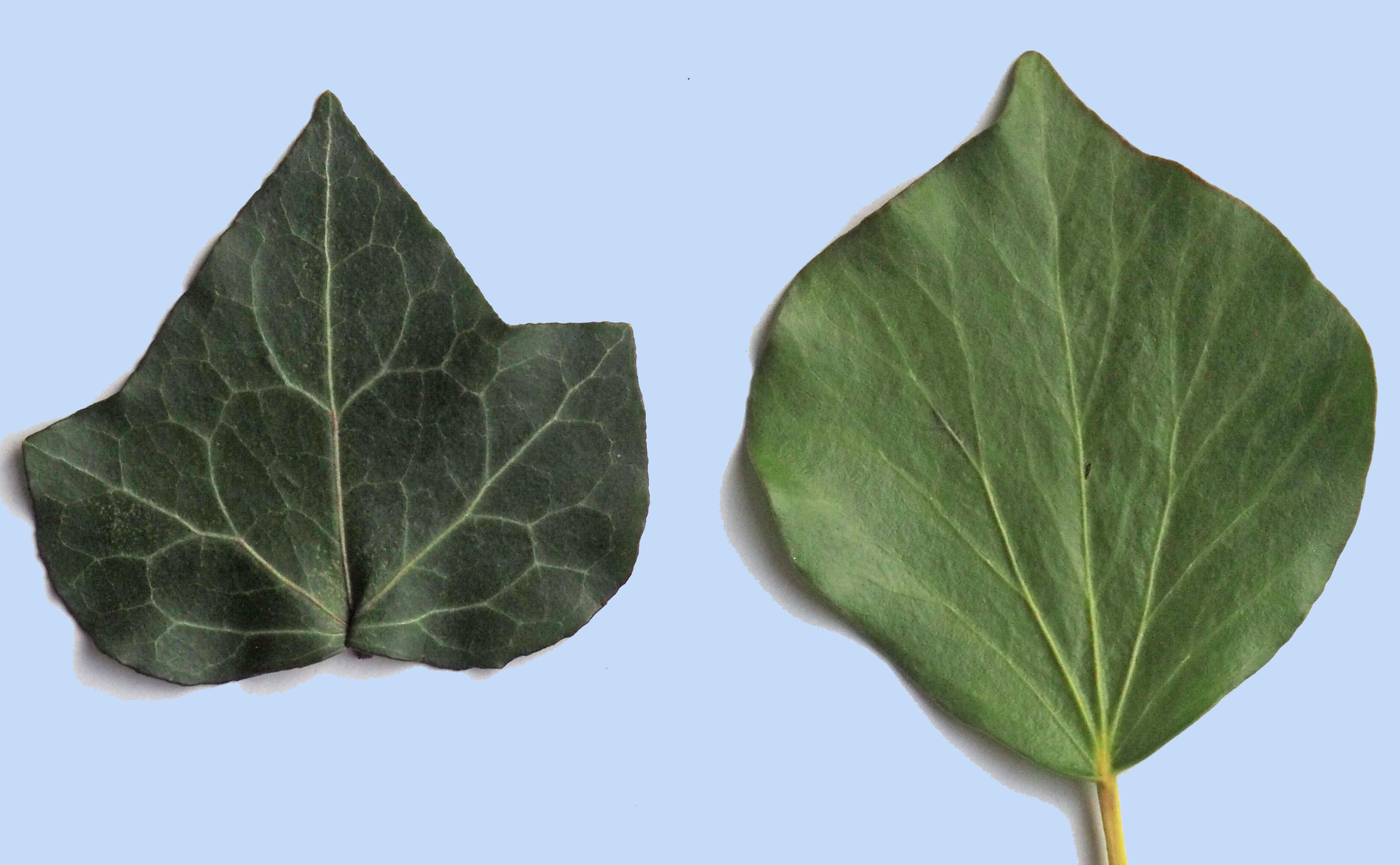 Hedera helix