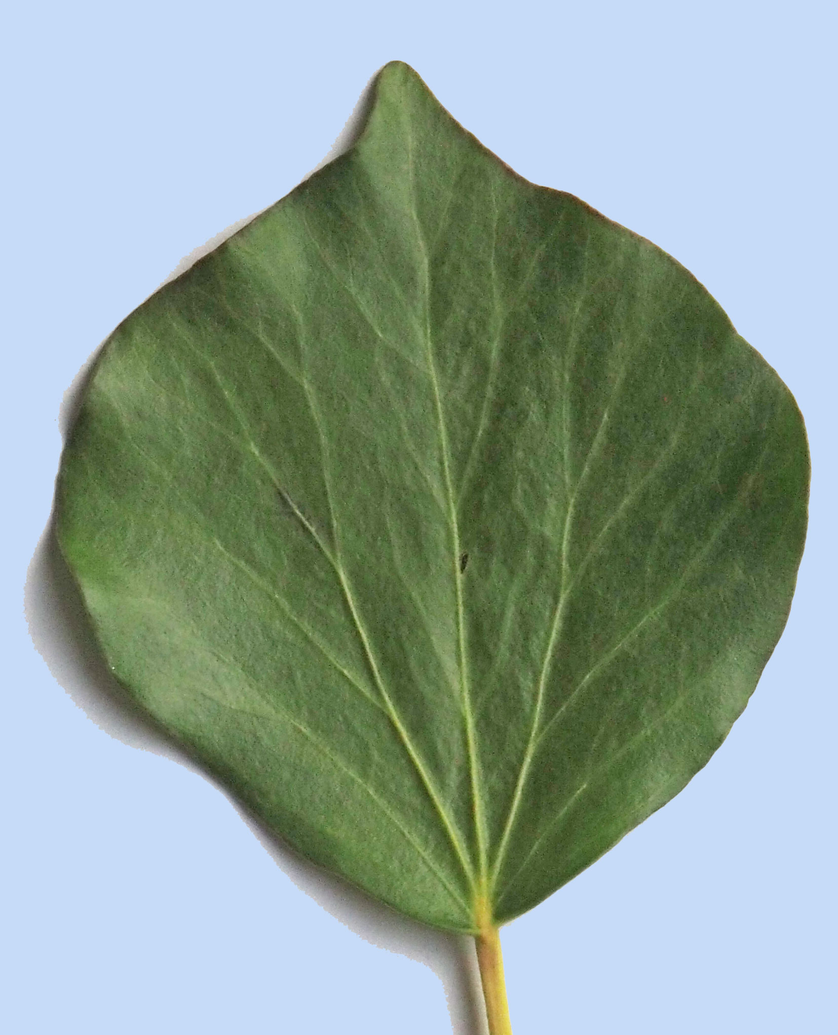 feuille de Petasites fragrans