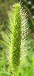 Setaria viridis