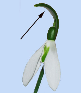Galanthus elwesii 'Elmley Lovett'