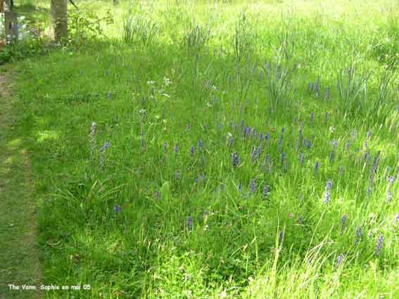 une prairie d'orchidées à The Vann