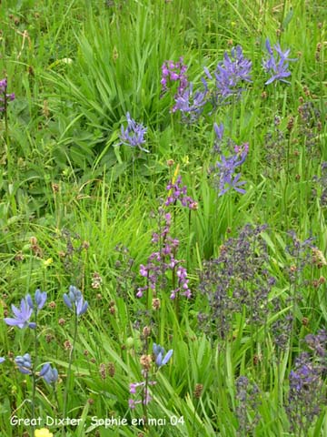 Great Dixter