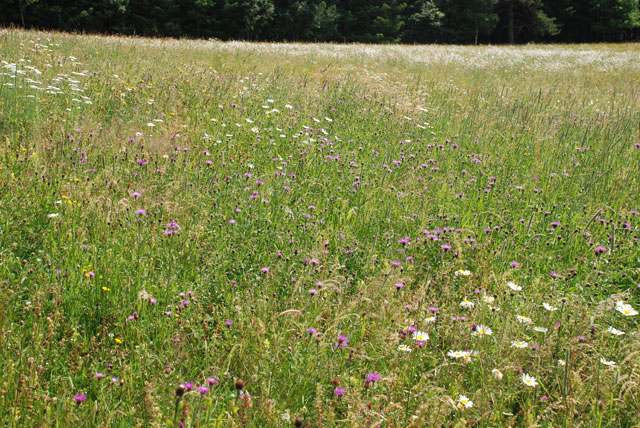 prairiei fleurie