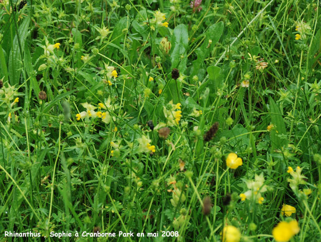 Rhinanthus