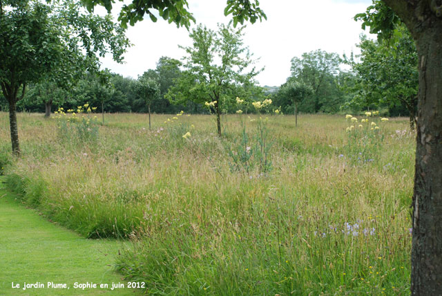 Thalictrum dans la prairie "Plume"