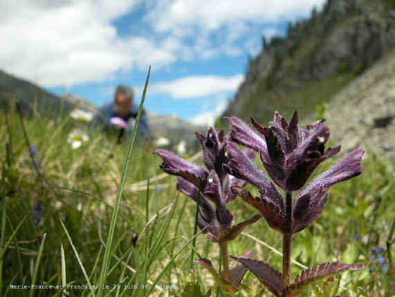 Bartsia alpina