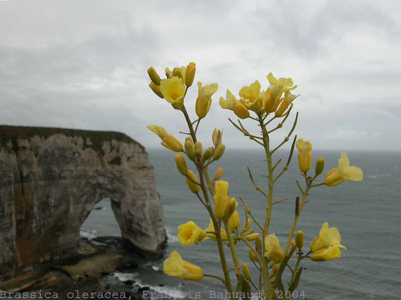 Brassica oleracea