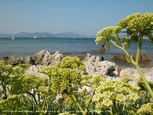 Crithmum maritimum