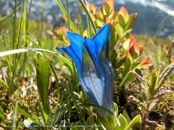 Gentiana acaulis