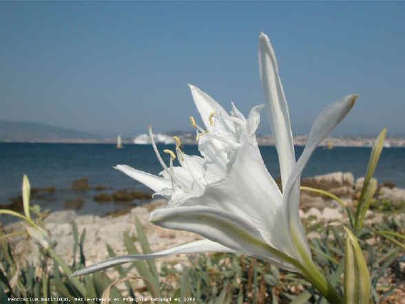 Pancratium maritimum