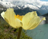 Pulsatilla alpina subsp. alpiifolia