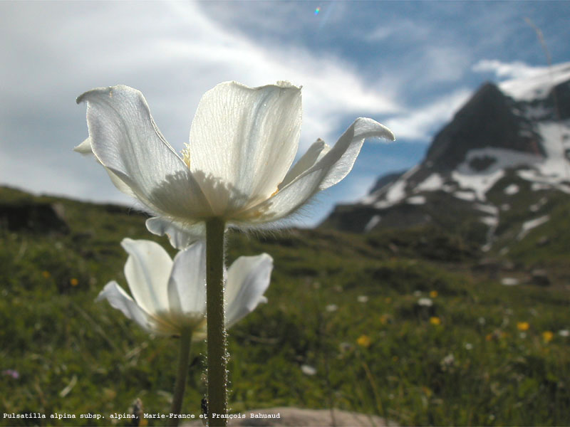 Pulsatilla alpina subsp. alpina