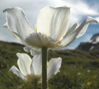 Pulsatilla alpina