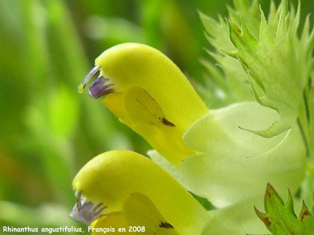 Rhinanthus angustifolius