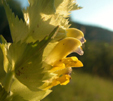 Rhinanthus alectorolophus