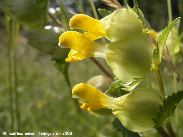 Rhinanthus minor