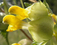 Rhinanthus  minor