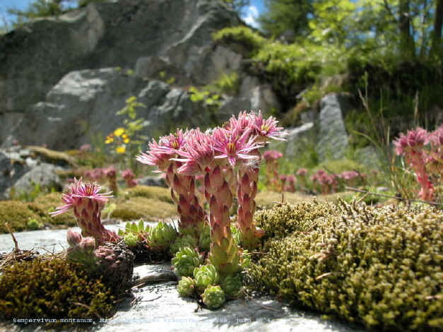 Sempervivum montanum