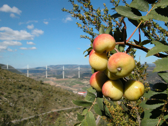 Sorbus commixta 