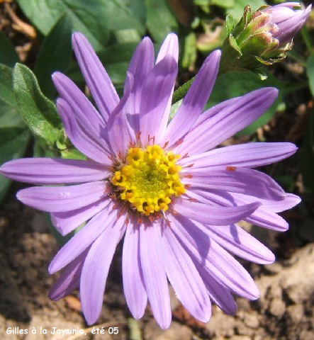 Aster amellus