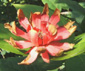 Calycanthus occidentalis