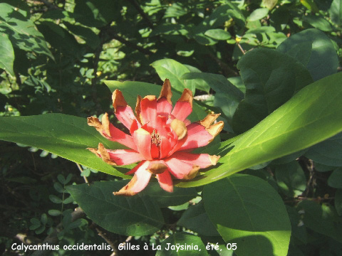 Calycanthus occidentalis