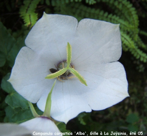 Campanua carpatica f. alba