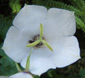 Campanula carpatica f. alba