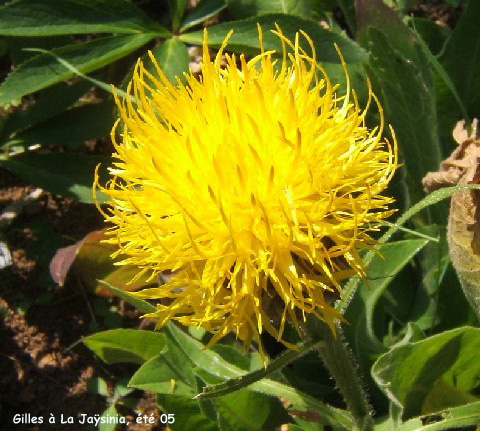 Centaurea macrocephala