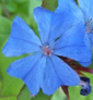 Ceratostigma plumbaginoides