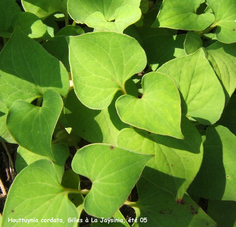 Houttuynia cordata