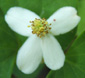 Houttuynia cordata