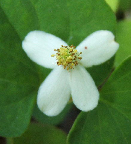 Houttuynia cordata