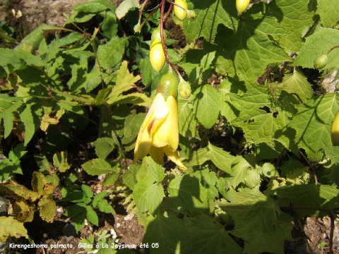 KIrengeshoma palmata