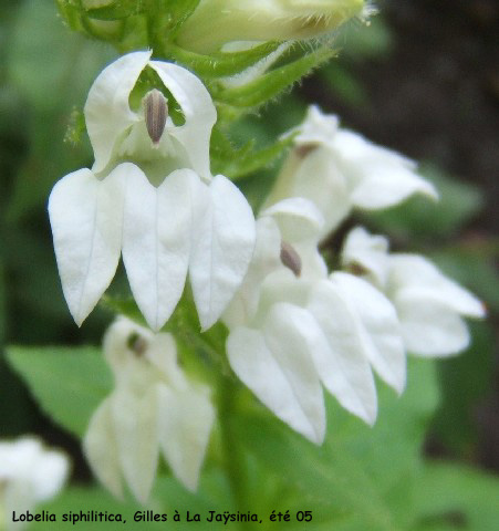 Lobelia siphilitica 'Alba'