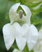 Lobelia siphilitica 'Alba'