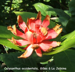 Calycanthus occidentalis