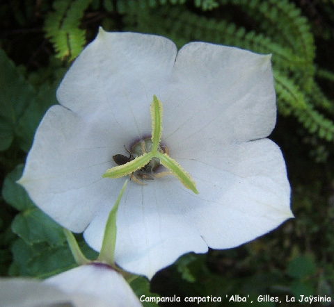 Campanula carpatica 'Alba'