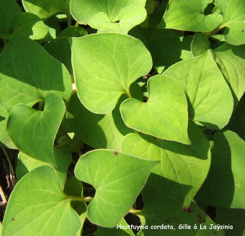 Houttuynia cordata