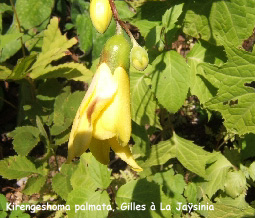 Kirengeshoma palmata