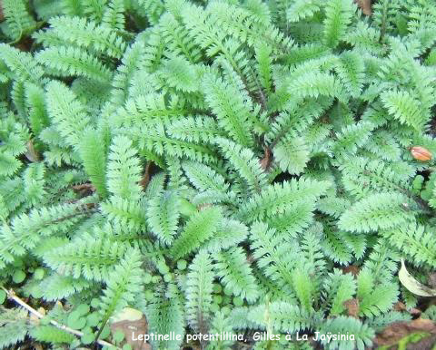 Leptinella potentillina