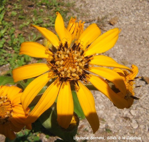 Ligularia dentata