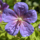 Geranium 'Blue Sunrise'