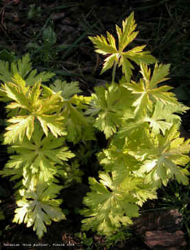 Geranium 'Blue Sunrise'