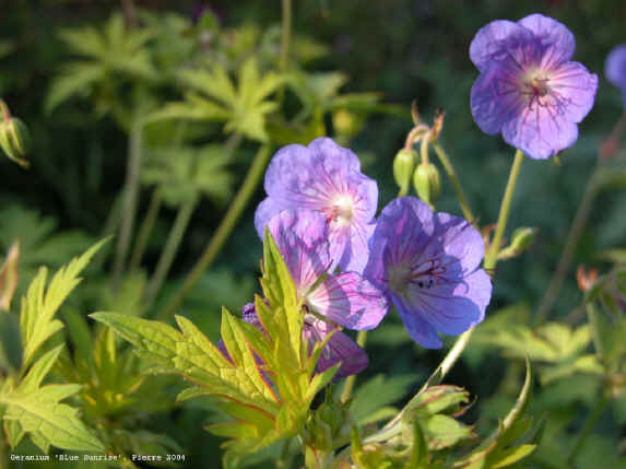 Geranium 'Blue Sunrise'