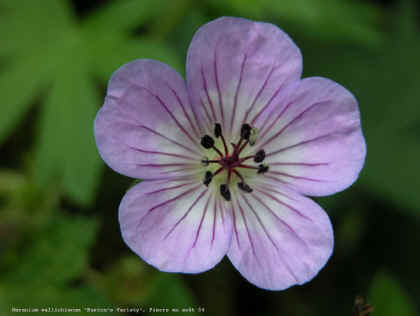 Geranium wallichianum 'Buxton's Variety'