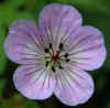 Geranium wallichianum 'Buxton's Variety'